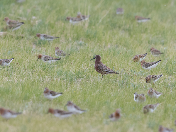 Kuovisirri, Curlew Sandpiper, Calidris ferruginea
